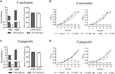 Evaluation of the antibacterial activity of Elsholtzia ciliate essential oil against halitosis-related Fusobacterium nucleatum and Porphyromonas gingivalis